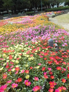 千種公園花